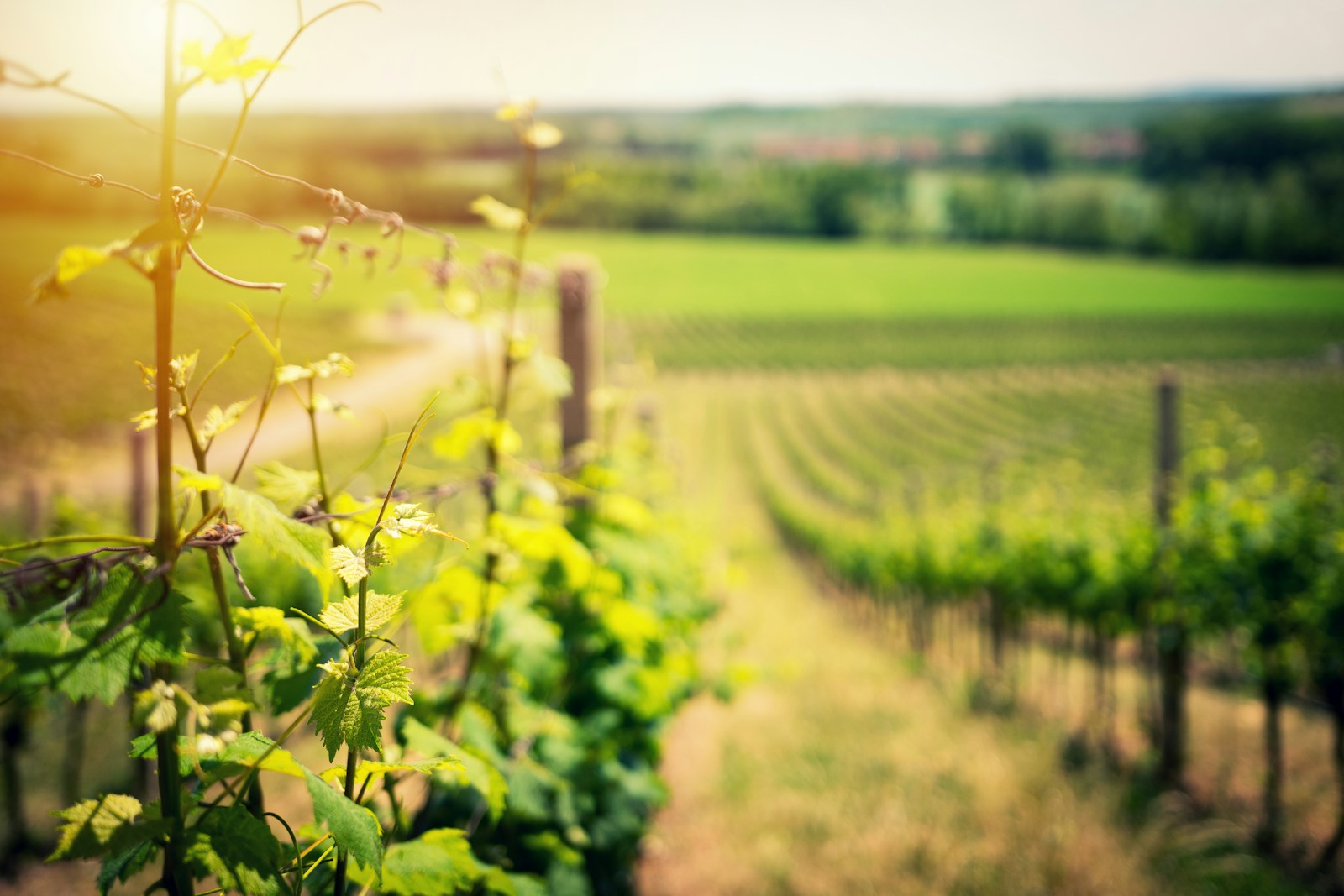 Vineyard's landscape in early summer.